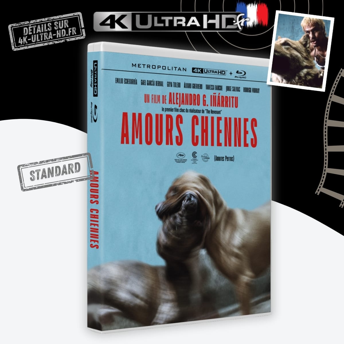 Amours chiennes 4k annonce